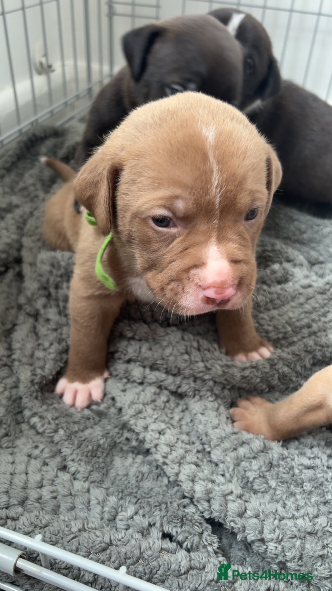 Mixed Breed dogs for sale: Puppies for sale  - Image 2