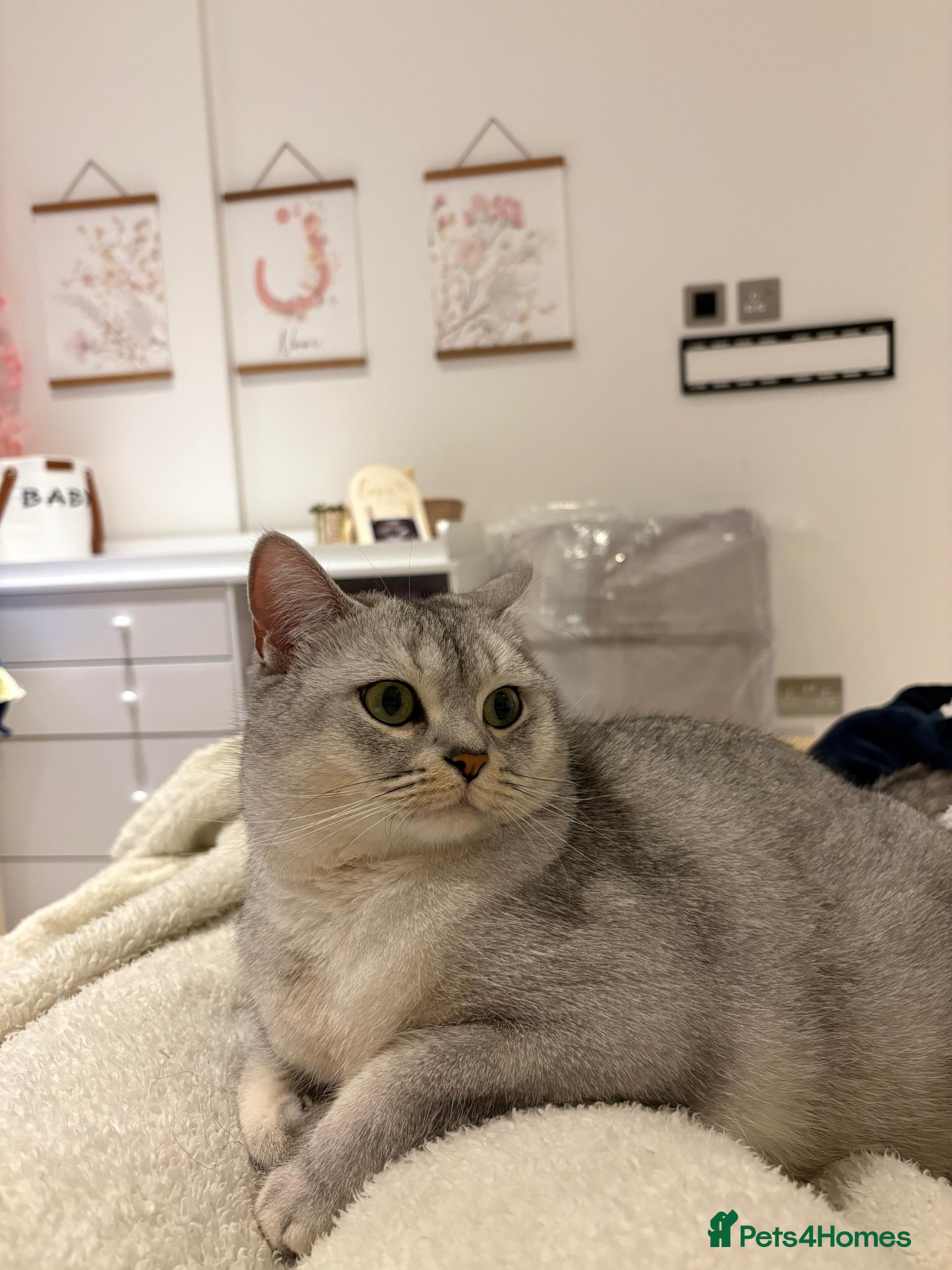 Scottish Fold cats Scottish straight girl for rehome - Advert 4