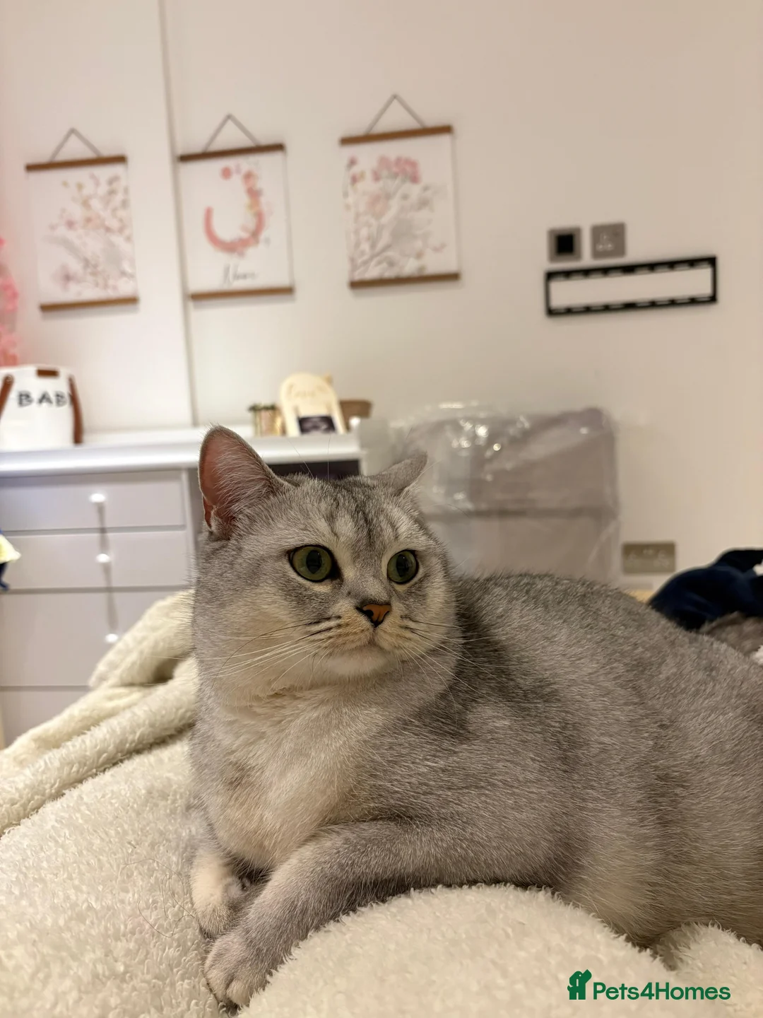 Scottish Fold cats for sale: Scottish straight girl for rehome in St Albans - Advert 1