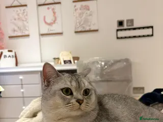 Scottish Fold cats Scottish straight girl for rehome - Advert 9