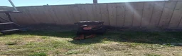 Rottweiler dogs for sale: Rottweiler puppies  - Advert 24