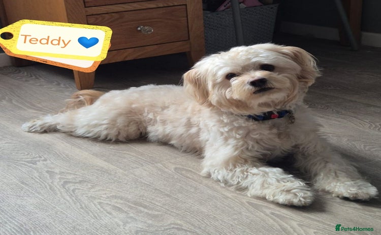 Mixed Breed dogs - Advert 3