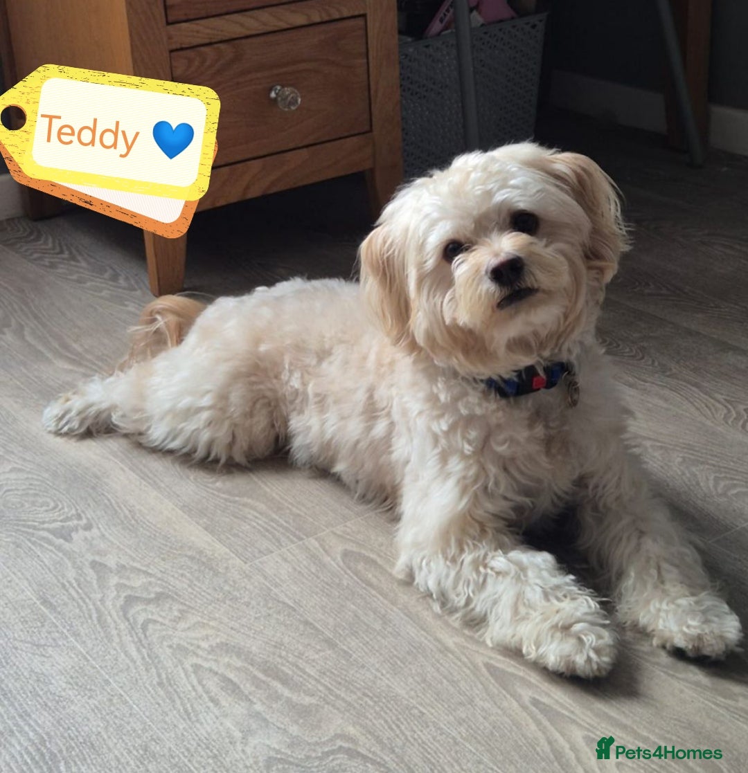Mixed Breed dogs for adoption: 💙🐶 TEDDY 🐶💙 - Image 1