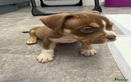 American Bully dogs for sale: MICRO/EXOTIC PUPS - Image 4