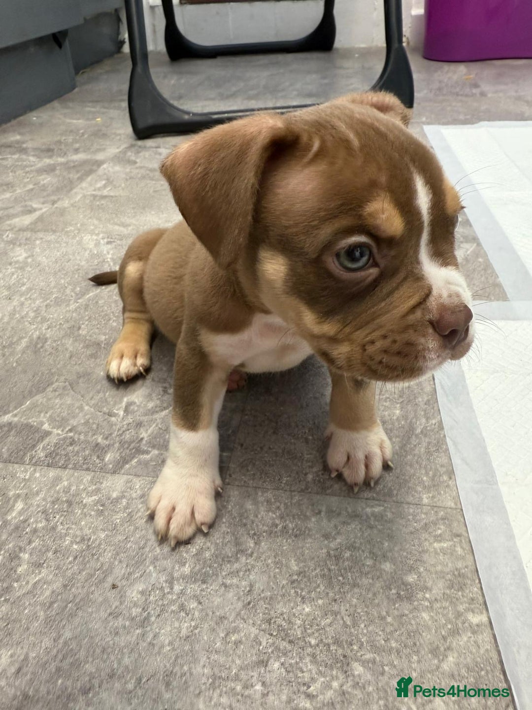 American Bully dogs for sale: MICRO/EXOTIC PUPS - Image 4
