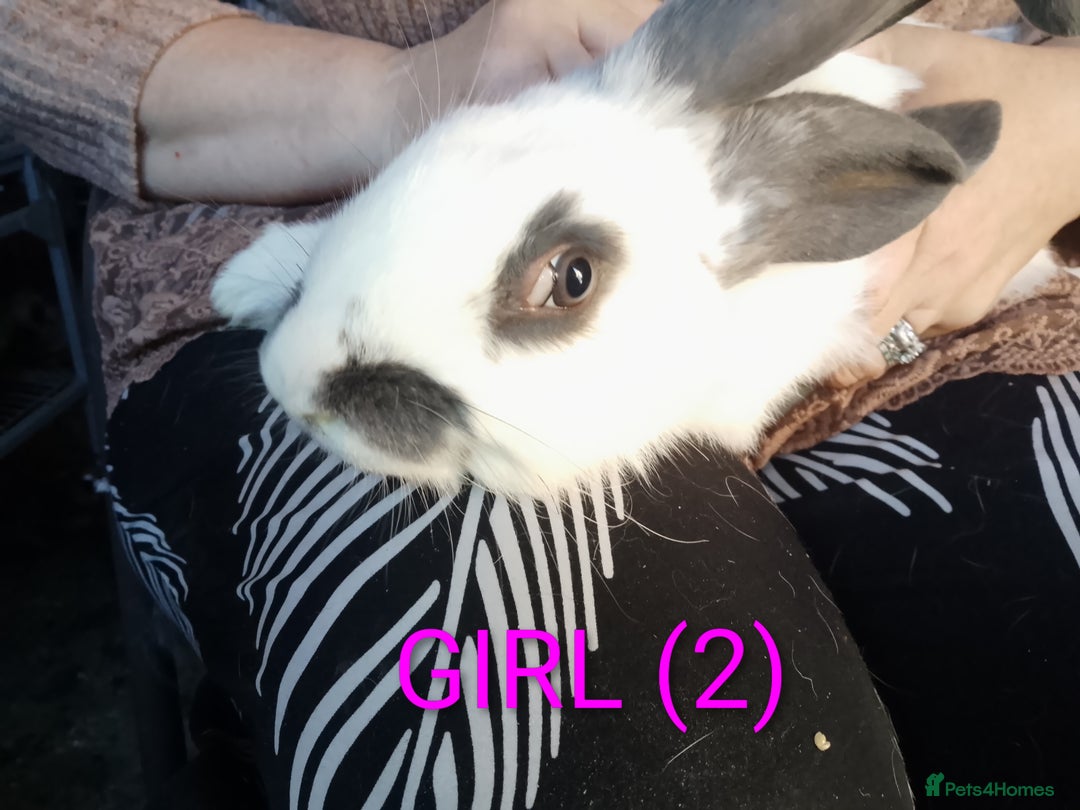 Giant Papillon rabbits for sale: Giant Papillon babies - Image 9