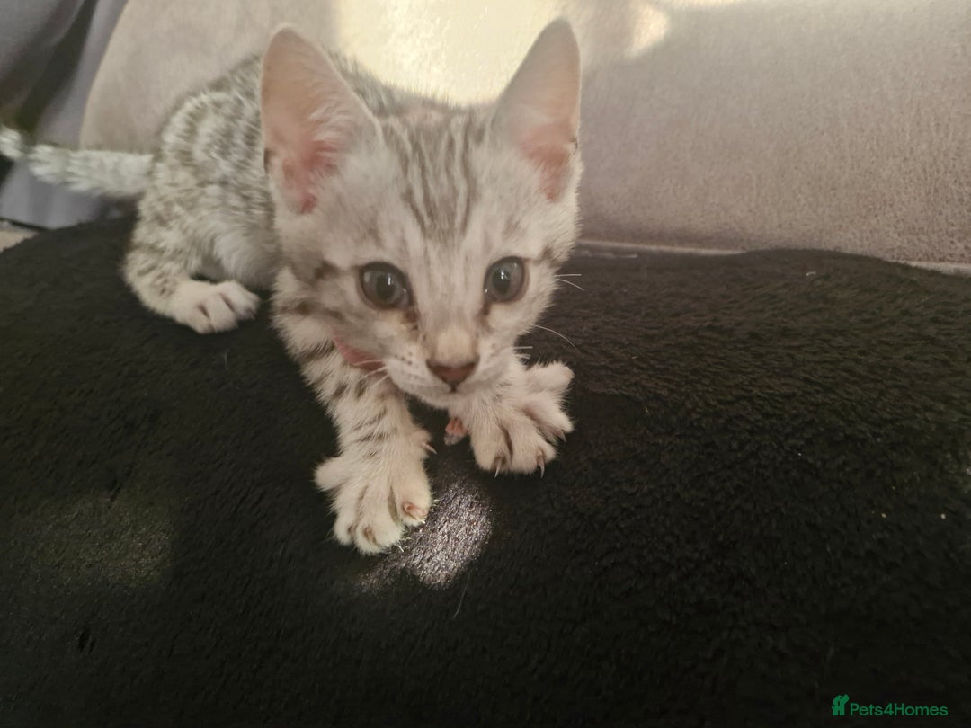 Bengal cats for sale: Rare Snow Genetic & Health Tested Bengal Kittens - Image 13