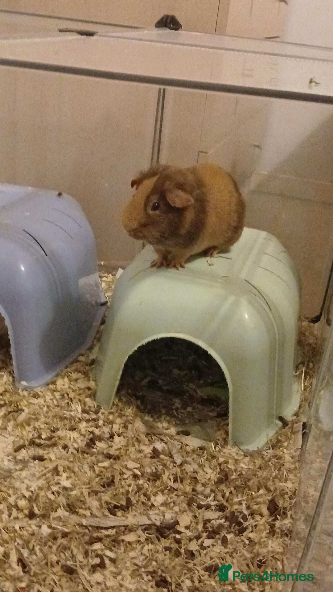 Guinea Pig rodents for sale: Young Male guinea pig - Advert 1
