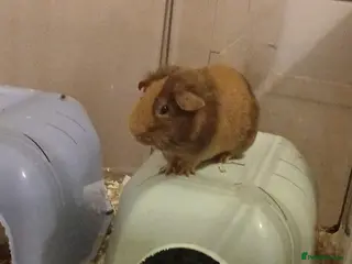 Guinea Pig rodents Young Male guinea pig - Advert 10