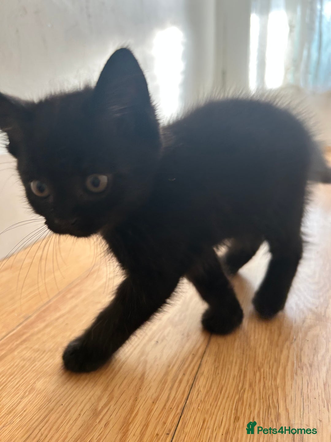 Domestic Shorthair cats for sale: 🐾 Kittens Ready for Loving Homes! 🐾 in Bromley - Image 10