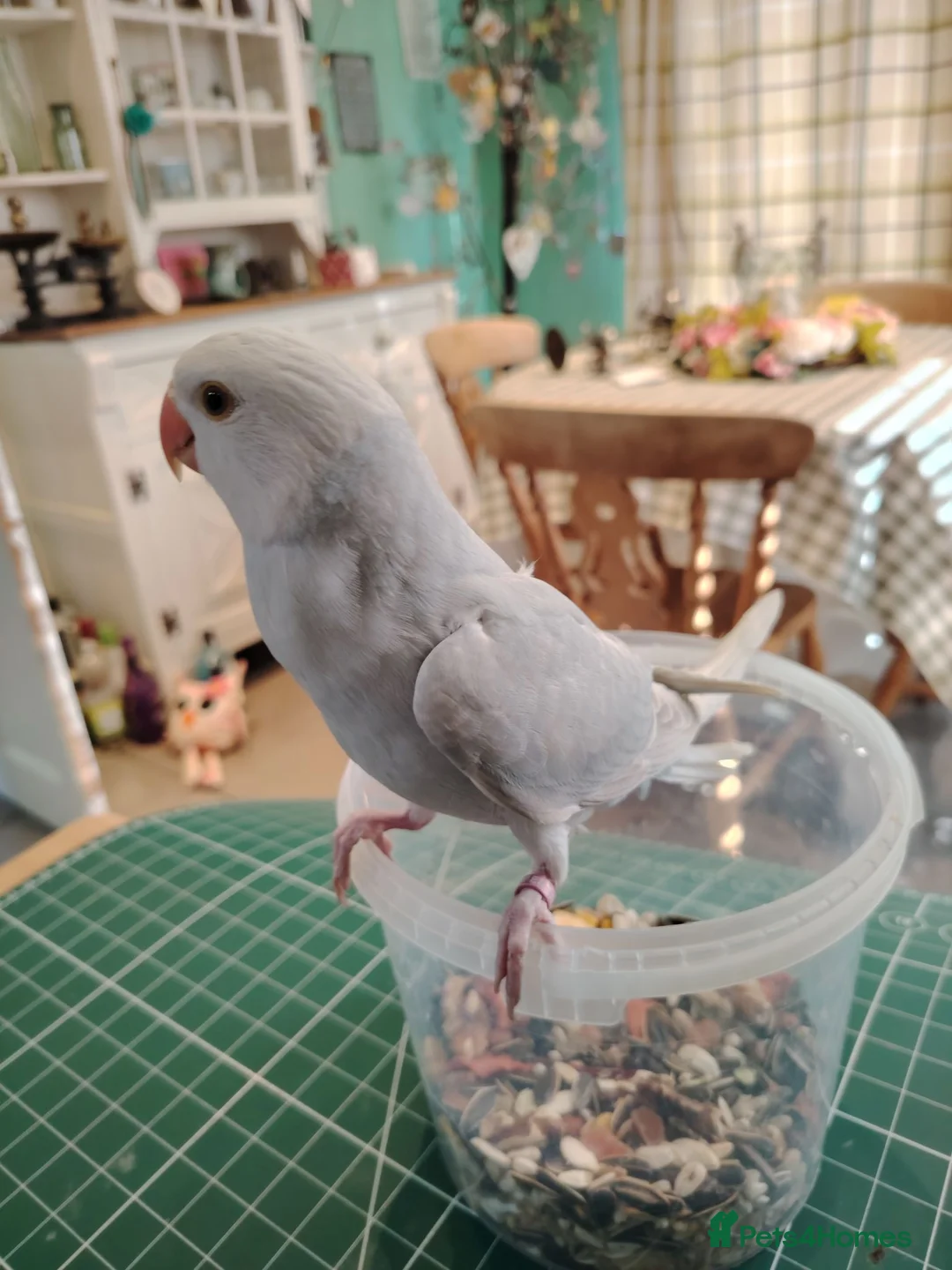 Ringnecks birds for sale: Hand reared Ringneck - Advert 2