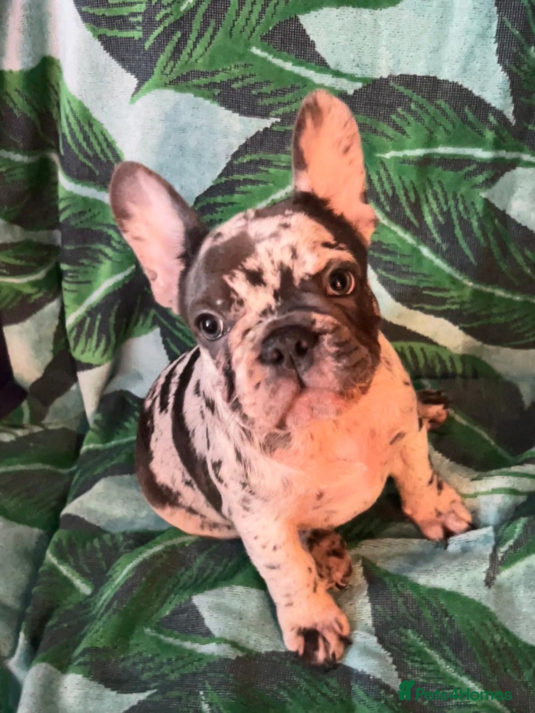 French Bulldog dogs for sale: French Bulldog 3 Boys and 3 girls  - Image 35