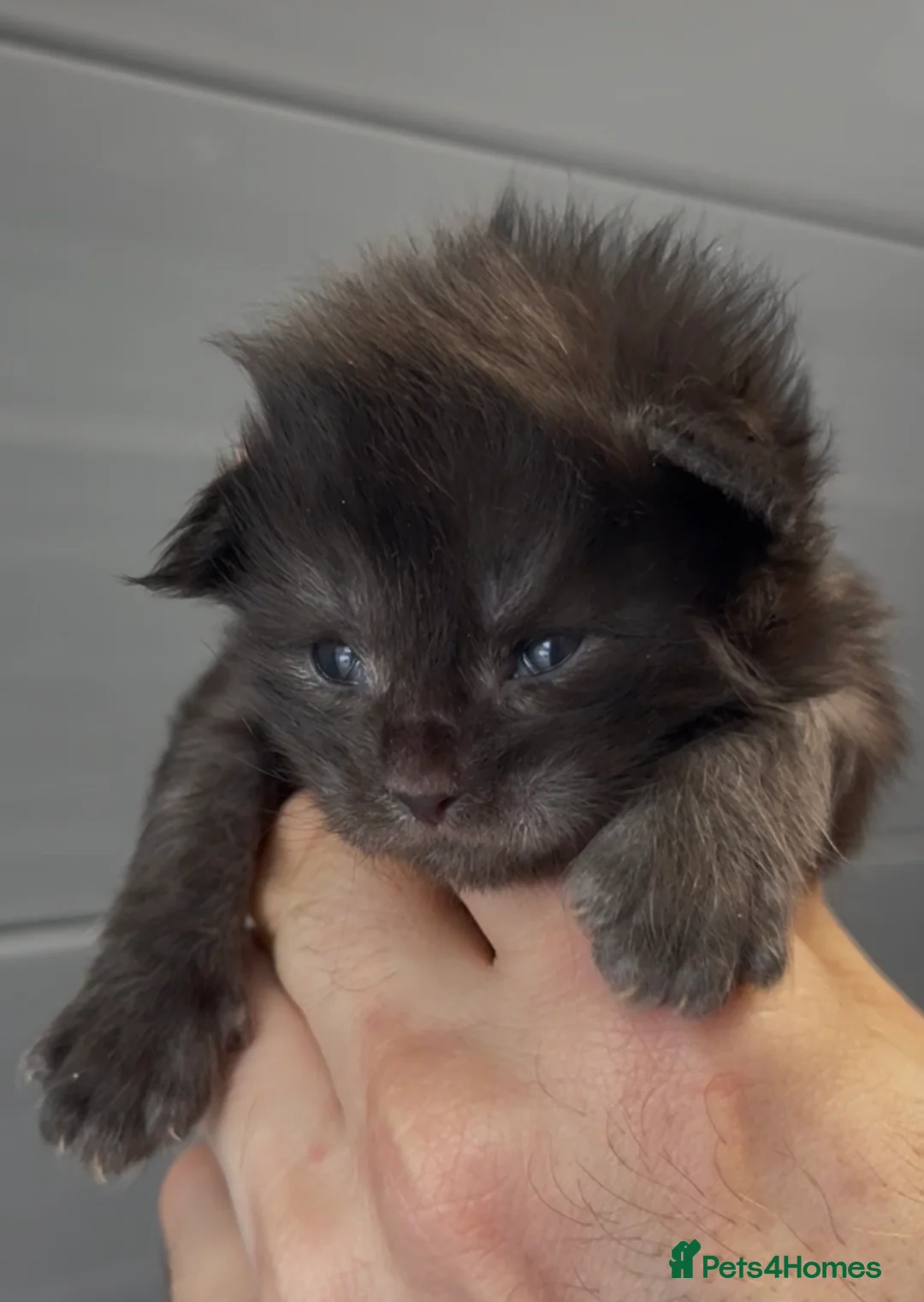 Maine Coon cats for sale: XL beautiful maine coon kittens  in Spalding - Advert 2