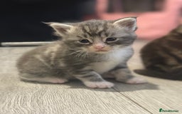 Maine Coon cats for sale: Main coon cross  - Image 1