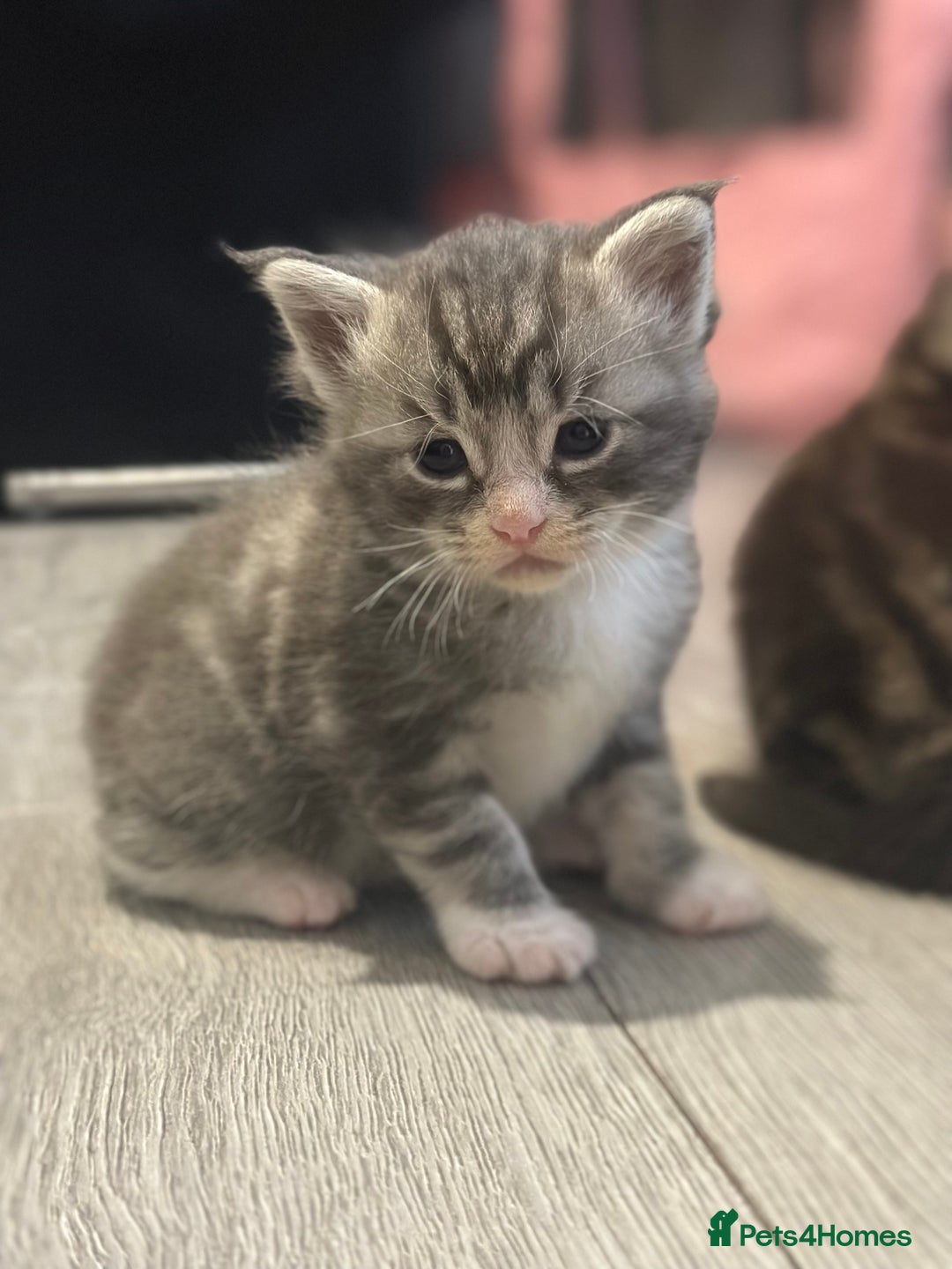 Maine Coon cats for sale: Main coon cross  - Image 1