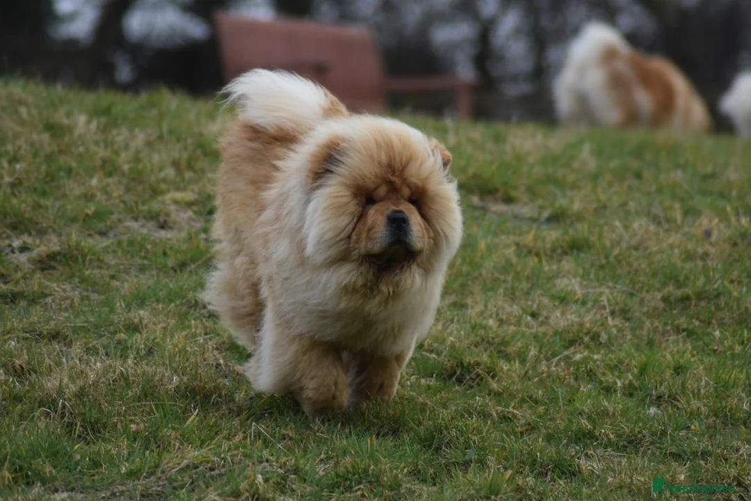 Chow Chow dogs for stud: Stunning Hungarian Import at Stud  - Advert 2