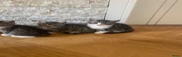 Mixed Breed cats for sale: Five beautiful kittens looking to find a new house - Advert 2