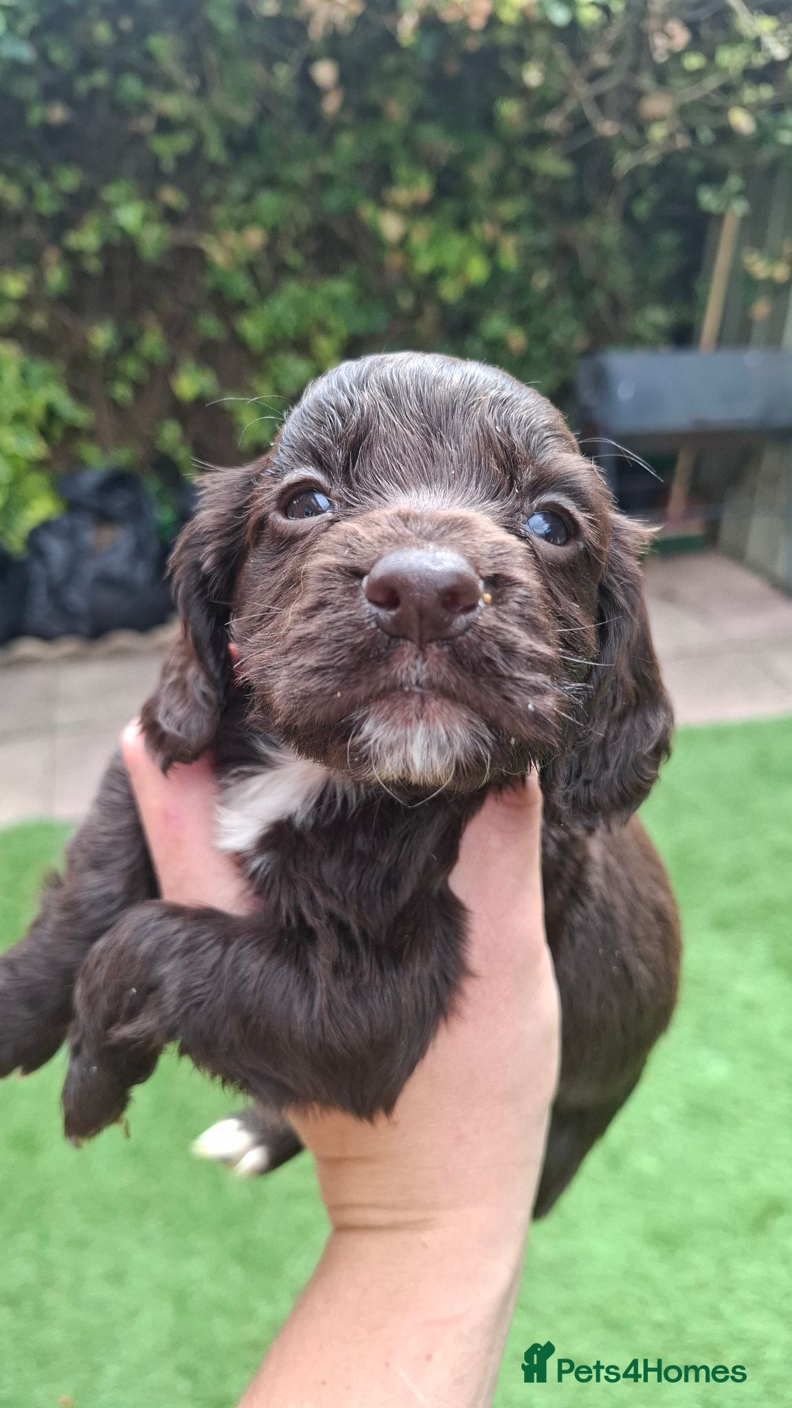 Cocker Spaniel dogs Gorgeous litter of Working Cocker Spaniel puppies - Advert 5
