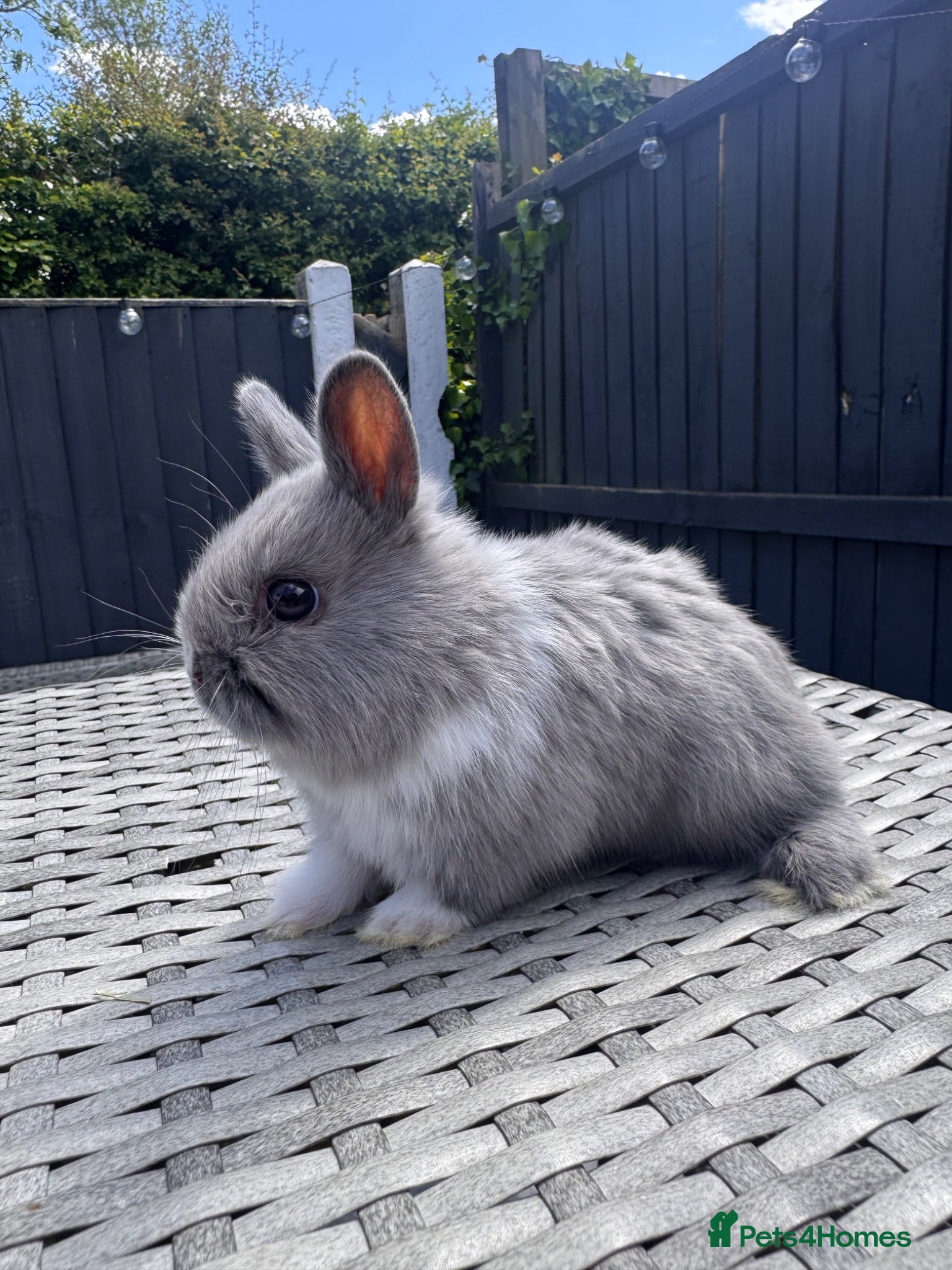 Netherland Dwarf rabbits Pure bred Netherland Dwarf Bunnies - Advert 1