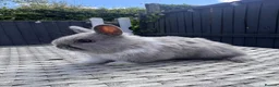 Netherland Dwarf rabbits for sale: Pure bred Netherland Dwarf Bunnies - Advert 1