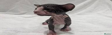 Sphynx 4 - Girl