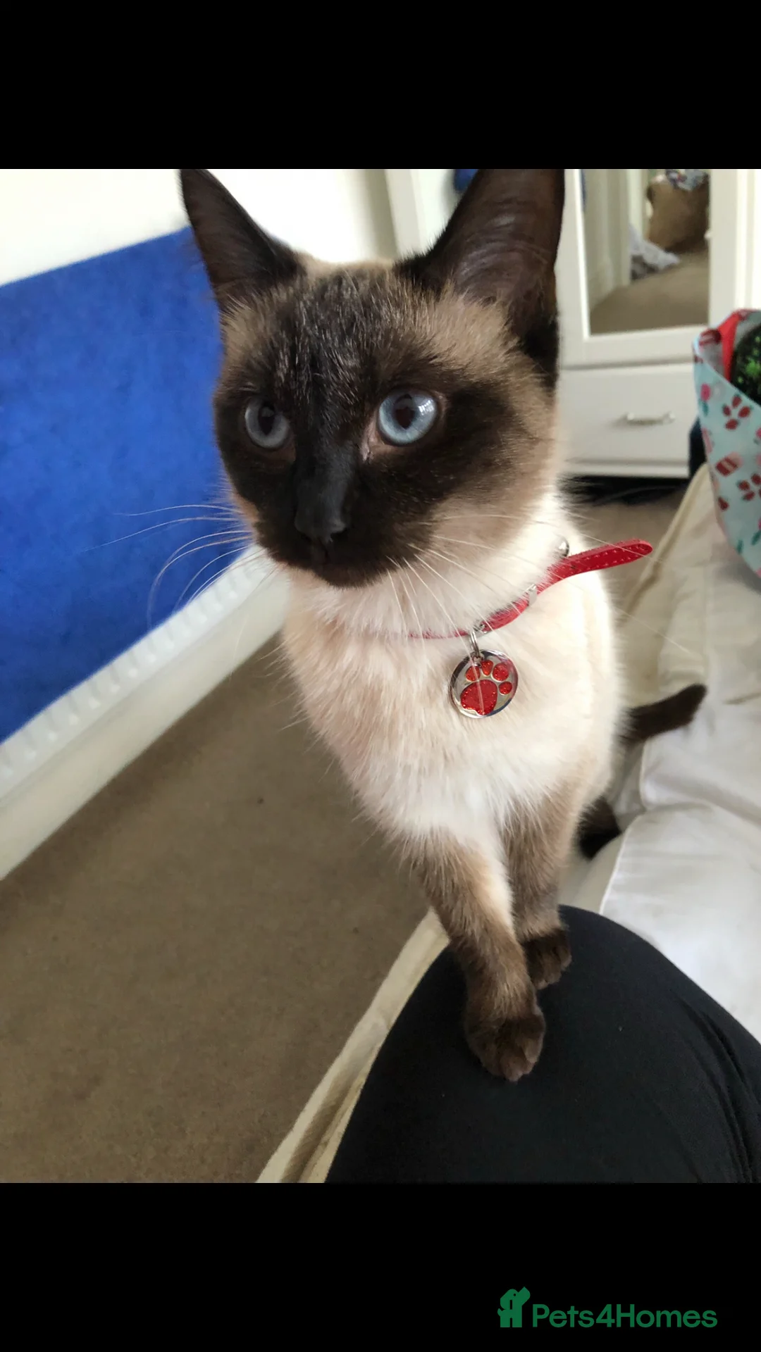 Mixed Breed cats for sale: Beautiful tuxedo kitten for sale - Advert 8