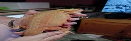 Bearded Dragon reptiles for sale: Female hypo citrus red - Advert 1