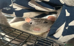 Rat rodents for sale: Brother rats. So cute and friendly. Kids handled - Image 11