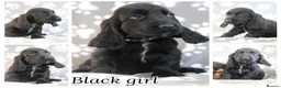 Cocker Spaniel dogs for sale: Cocker spaniels  - Advert 3