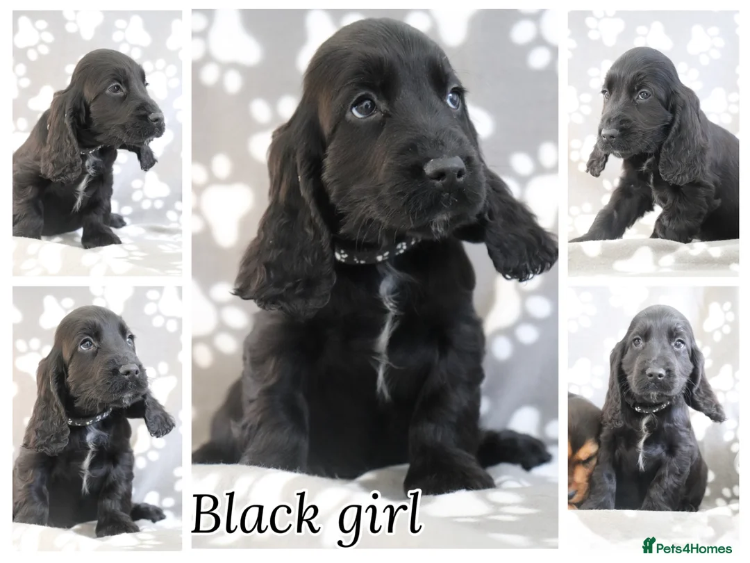 Cocker Spaniel dogs for sale: Cocker spaniels  - Advert 3
