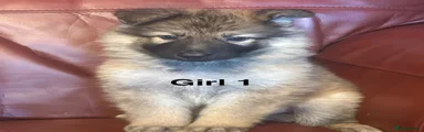 German Shepherd 5