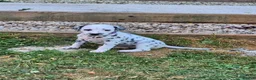 Dalmatian dogs for sale: Litter of pure Dalmatian puppies - Advert 19