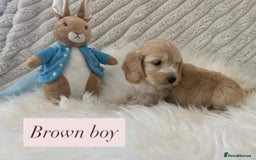 Cockapoo dogs for sale: Beautiful Cockapoo puppies🐶 - Image 14