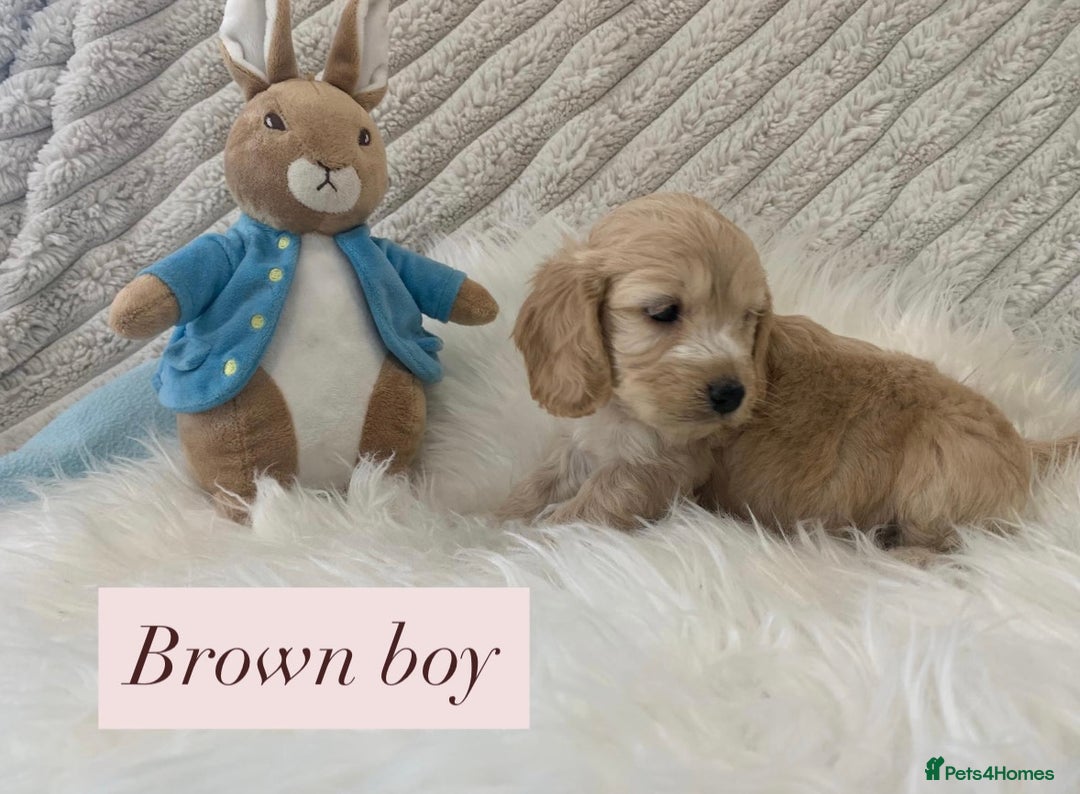 Cockapoo dogs for sale: Beautiful Cockapoo puppies🐶 - Image 14