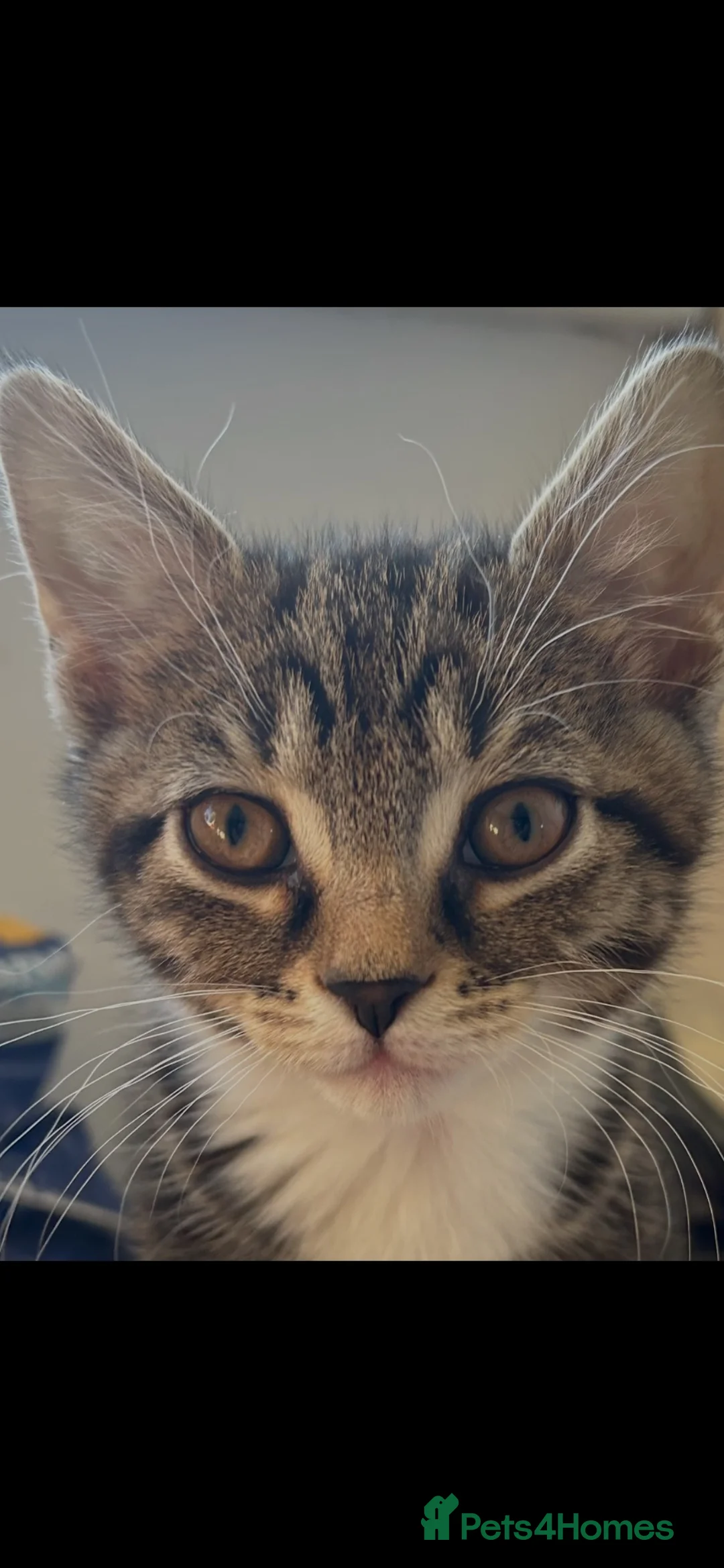 Mixed Breed cats for sale: BSH cross - LITTLE BOY READY NOW - Advert 1