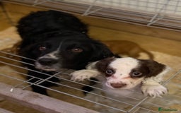 Cocker Spaniel dogs for sale: Four beautiful *working* cocker spaniel puppies - Advert 37