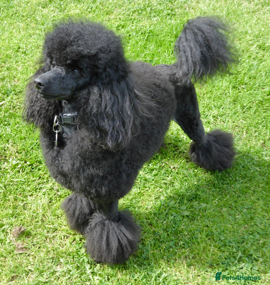 Miniature Poodle dogs for stud: KC reg fully health tested for stud BVA eye exam in Market Rasen - Image 4
