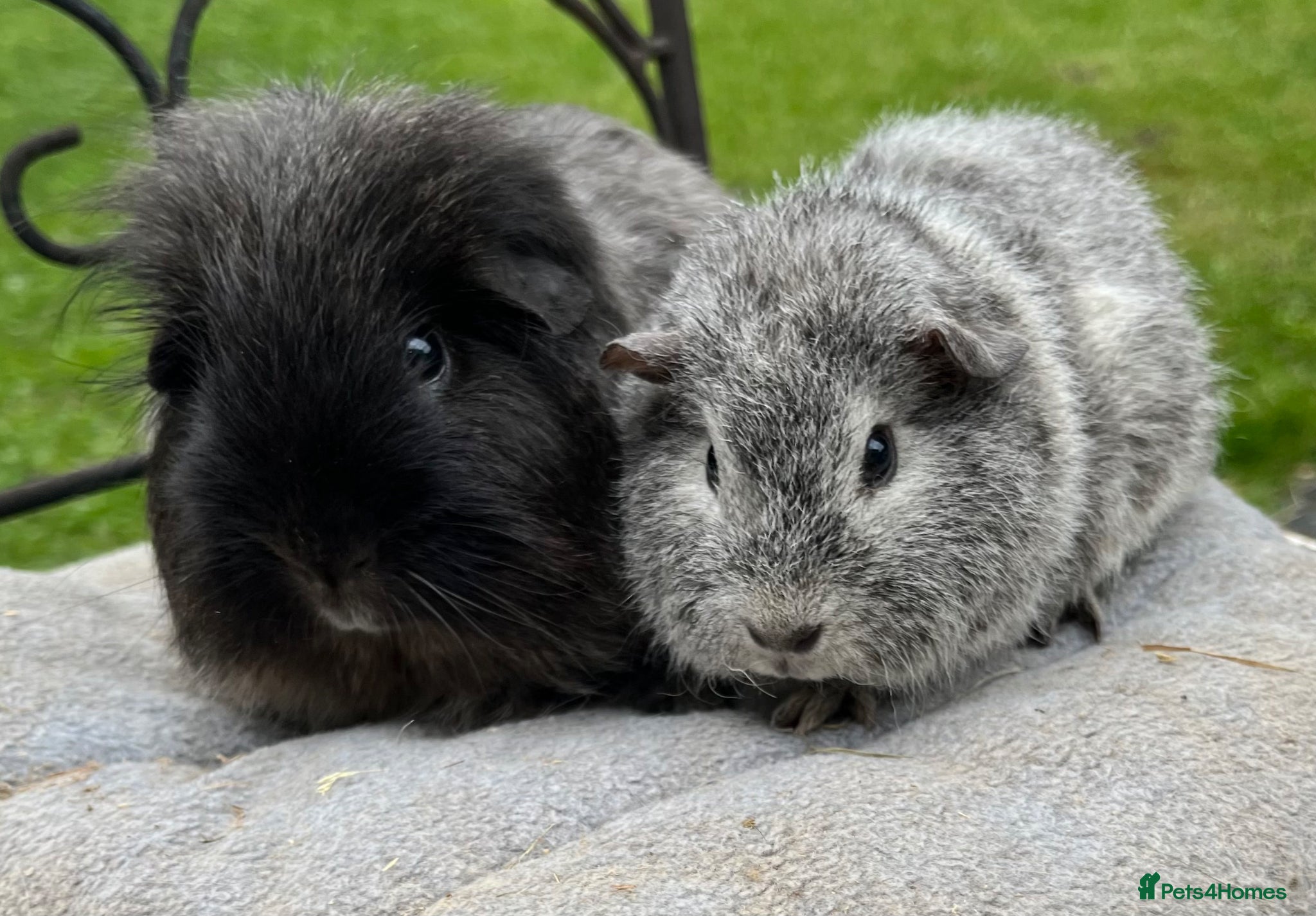 Guinea Pig rodents Sheltie and Rex  - Advert 17