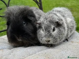 Guinea Pig rodents Sheltie and Rex - Advert 17