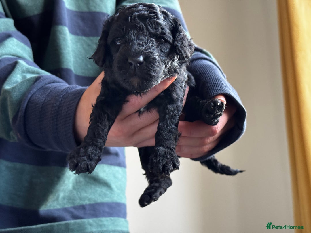 Miniature Poodle dogs for sale: Striking merle and black Miniature Poodle Puppies - Advert 13