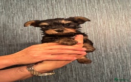 Yorkshire Terrier dogs for sale: Yorkshire terrier puppy  - Image 25