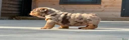 English Bulldog dogs for sale: Outstanding Litter of English Bulldogs - Advert 3