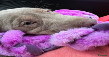 Labrador Retriever dogs - Advert 12