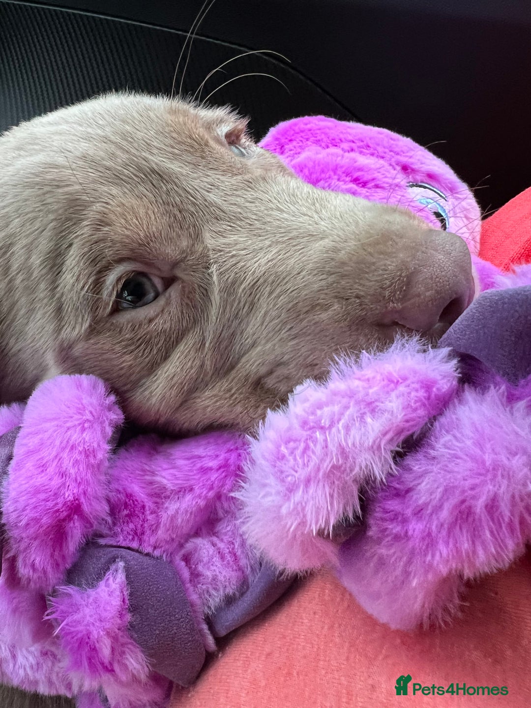 Labrador Retriever dogs for sale: Kc dna clear silver Labrador pups  - Advert 5