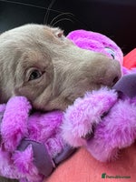 Labrador Retriever dogs - Advert 13