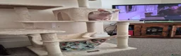 Sphynx cats for sale: Gorgeous bonded pair of Sphynx cats in Worthing - Advert 16