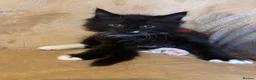 Ragcoon cats for sale: Beautiful Ragcoons - Advert 3