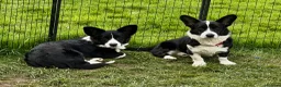 Welsh Corgi Cardigan dogs for adoption: 🐾 RONNIE – Corgi (Male) in West Malling - Advert 5