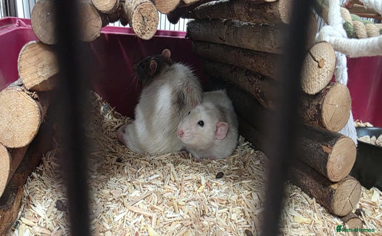 Rat rodents - Advert 1