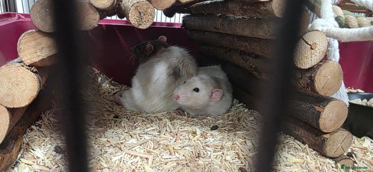 Rat rodents - Advert 1